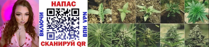 Бошки марихуана SATIVA & INDICA  дарнет шоп  Ростов-на-Дону 